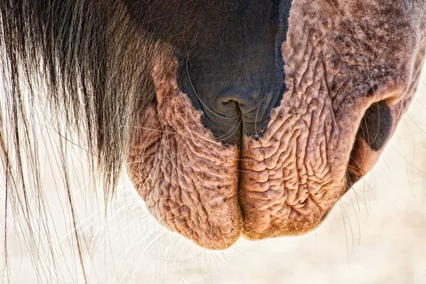 Perto Cavalo — Fotografia de Stock
