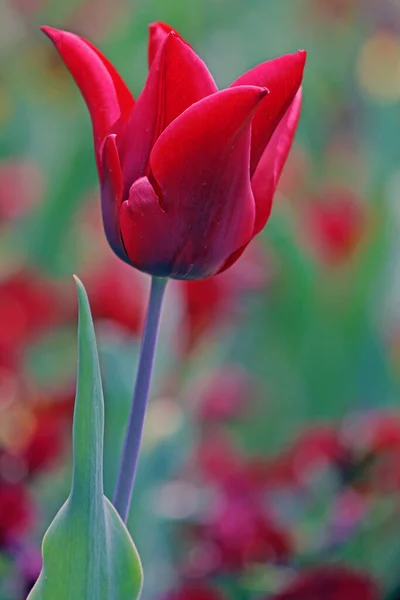 Lily Förmige Tulpe Dauerhafte Liebe — Stockfoto