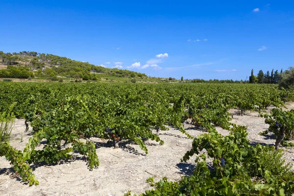 Landschaft Mit Weinbergen Weinbaulandschaft — Stockfoto