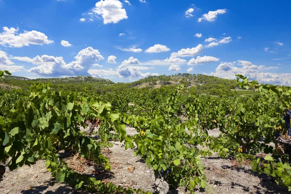 Fransa Nın Güneyindeki Hilly Şarap Manzarası — Stok fotoğraf