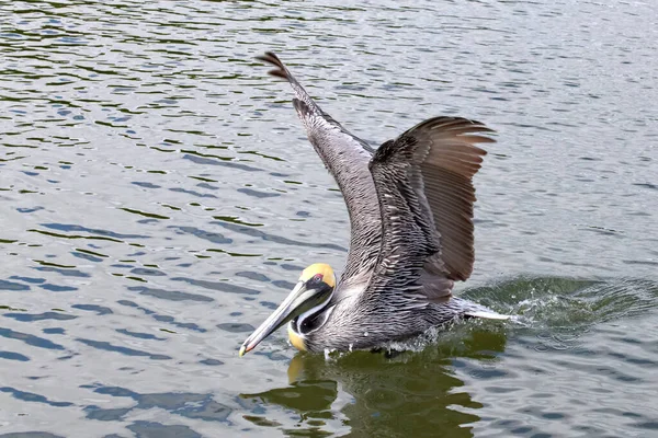 Scenic View Beautiful Pelican Nature — Stock Photo, Image