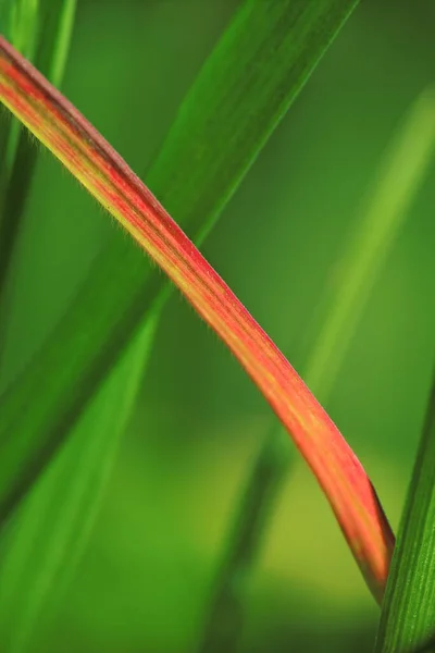 Gros Plan Une Feuille Verte Dans Jardin — Photo