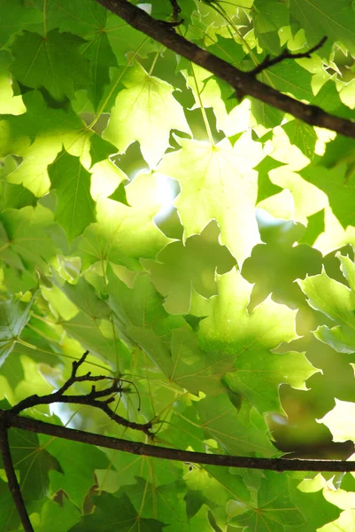 Folhas Verdes Luz Solar — Fotografia de Stock