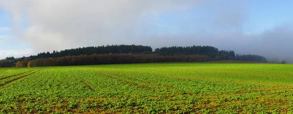 Forest Field Panorama Autumn Fog — Stock Photo, Image