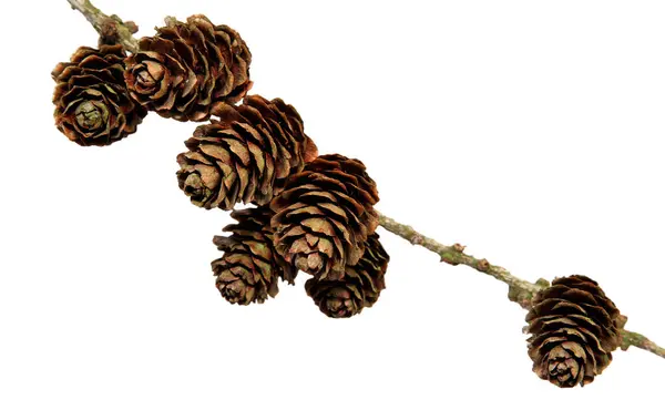 Pine Cones White — Stock Photo, Image