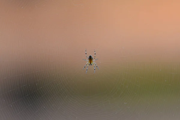 Spinnennetz Auf Weißem Hintergrund — Stockfoto