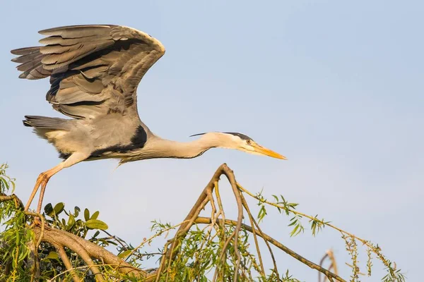 Vacker Utsikt Över Heron Fågel Naturen — Stockfoto