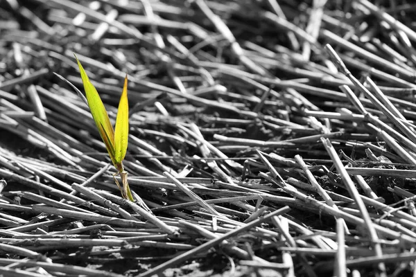 Primer Plano Una Planta —  Fotos de Stock