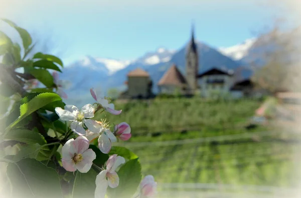 Meranoin Jižní Tyrolsko — Stock fotografie