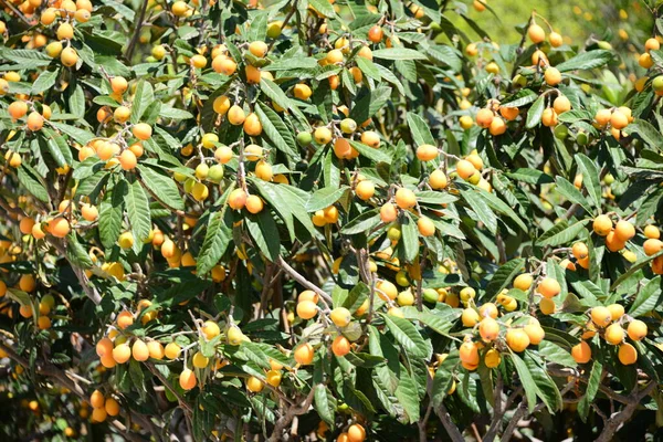 Mispeln Baum Spain — Stock Photo, Image