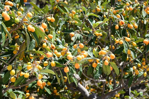 Mispeln Baum Spanien — Stockfoto