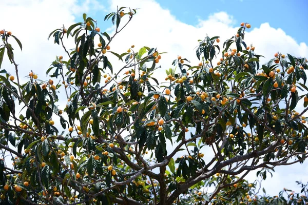 Mispeln Baum Spagna — Foto Stock