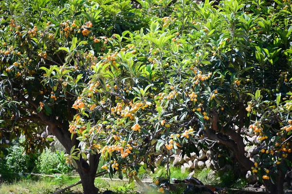 Mispeln Baum Ισπανια — Φωτογραφία Αρχείου