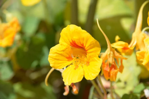 Жовті Квіти Tropaeolum Majus Garden Nasturtium Indian Cress Або Monks — стокове фото