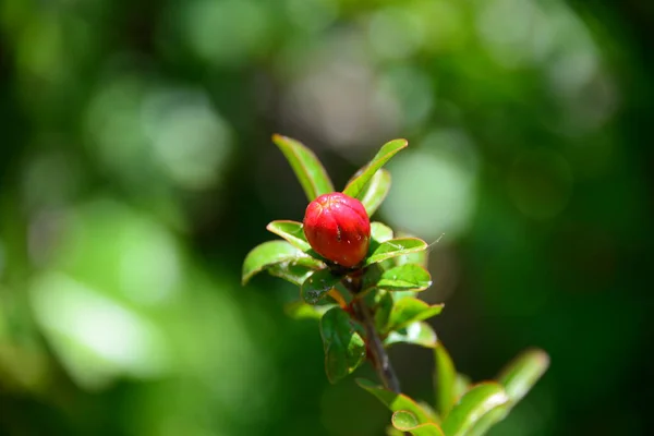 緑色の葉を持つ木にザクロの花 — ストック写真