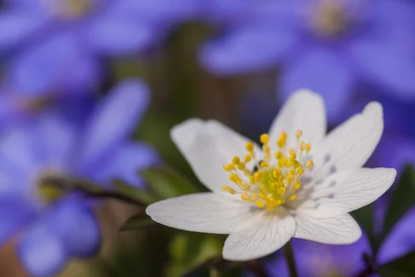 Forest flower Annemone on nature background