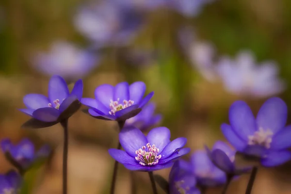 Blommande Annemone Skogen — Stockfoto