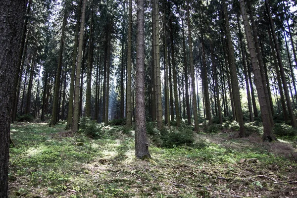 Forest Landscape Siegerland — Stock Photo, Image