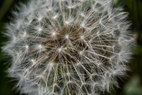 Diente León Con Flores Semillas Paracaídas — Foto de Stock