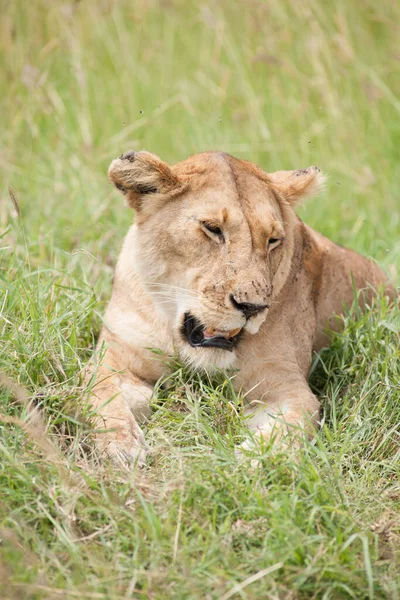 Λιοντάρι Βασιλιάς Στη Σαβάνα Της Αφρικής — Φωτογραφία Αρχείου