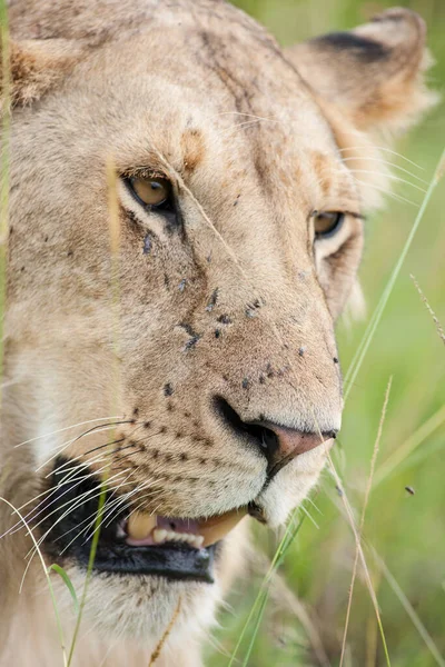 Afrika Nın Savanındaki Kral Aslan — Stok fotoğraf