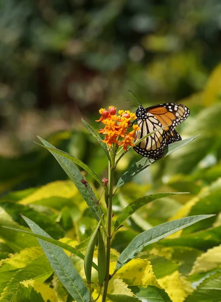 Piccola Farfalla Sul Fiore Concetto Natura Selvaggia — Foto Stock