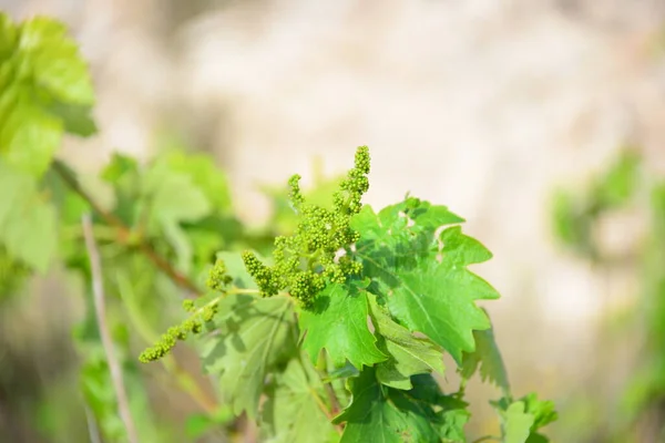 Vigne Feuilles Vertes Sur Arbre — Photo