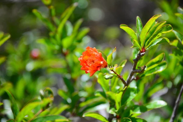 Granatapfelblüten Auf Baum Mit Grünen Blättern — Stockfoto