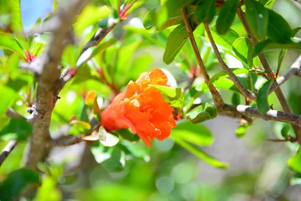 pomegranate blossom flowers on tree with green leaves