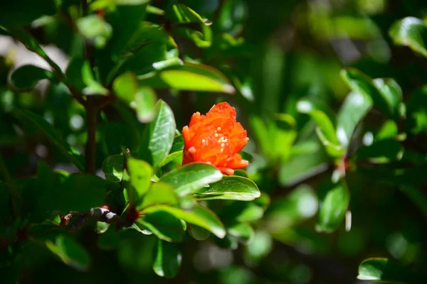 Granaatappel Bloesem Bloemen Boom Met Groene Bladeren — Stockfoto