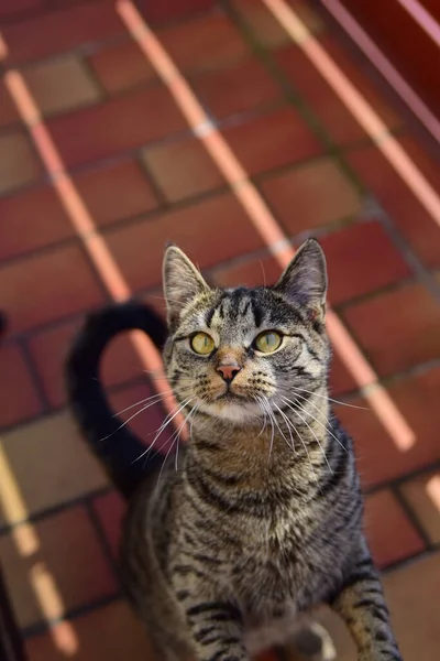 Söt Fluffig Liten Katt — Stockfoto