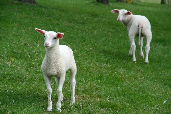 Egy Aranyos Fehér Kecske Zöld Füvön — Stock Fotó