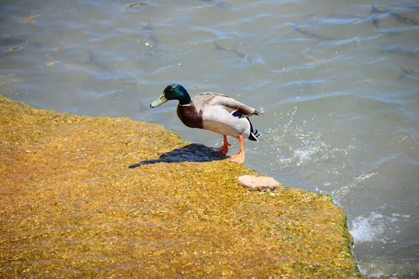 Ducks Mediterranean Spain — Stock Photo, Image