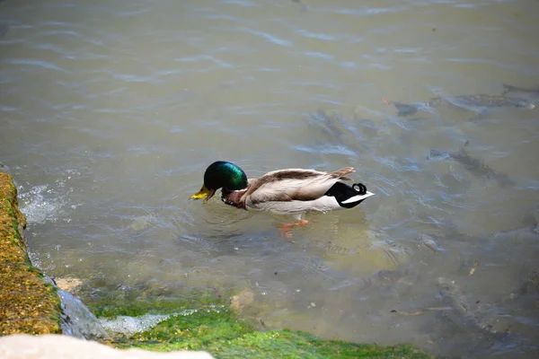 Ducks Auf Dem Mediterranean Spanien — Stockfoto