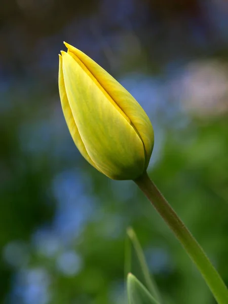 Sarı Lalenin Bud — Stok fotoğraf