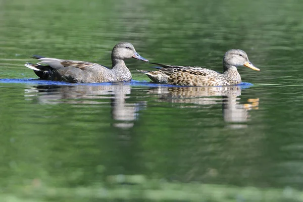 Dos Patos Lago — Foto de Stock