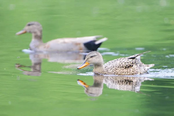 Due Anatre Sul Lago — Foto Stock