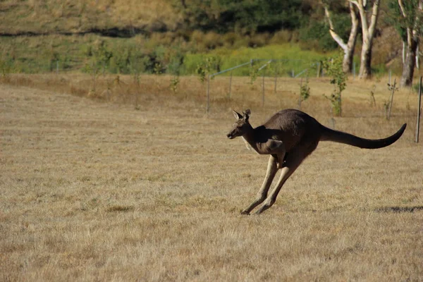 Een Kangoeroe Savanne Van Kenya — Stockfoto