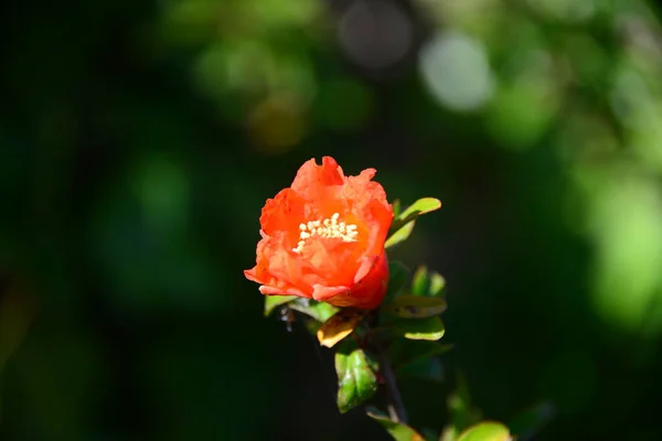 Fleur Grenade Fleurs Sur Arbre Aux Feuilles Vertes — Photo