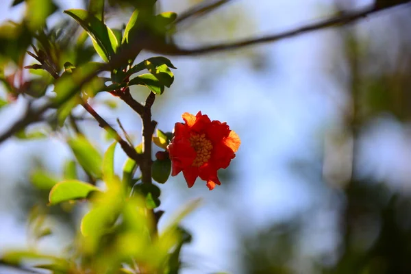 Ağaçtaki Yeşil Yapraklı Nar Çiçekleri — Stok fotoğraf