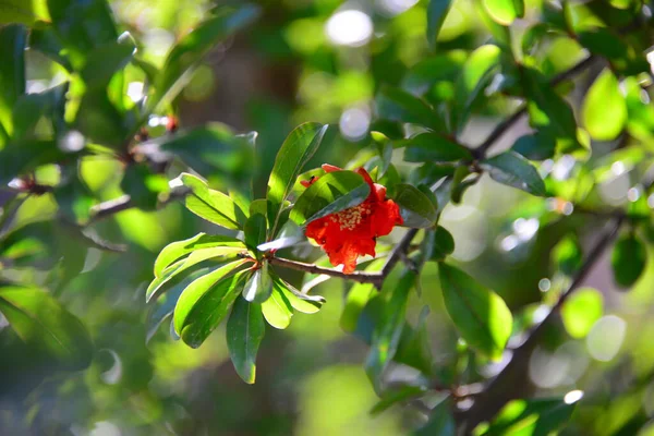 Granatapfelblüten Auf Baum Mit Grünen Blättern — Stockfoto