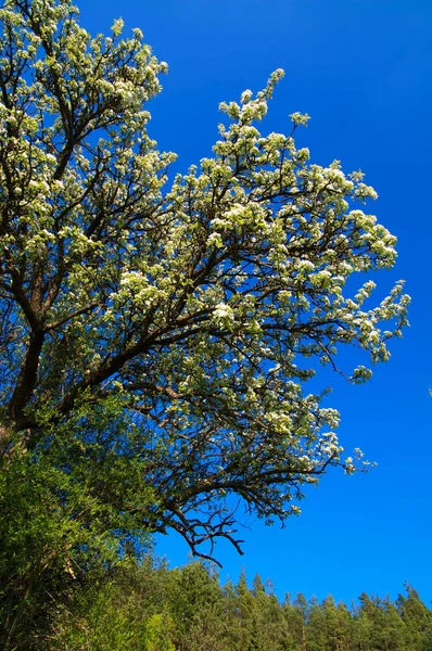 Blüte Blumen Blumigen Hintergrund — Stockfoto