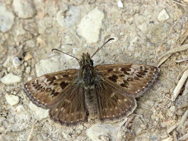 Mały Motyl Kwiatach Koncepcja Dzikości — Zdjęcie stockowe