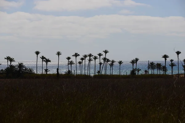 Oase Desert Palm Fata Morgana — Stockfoto