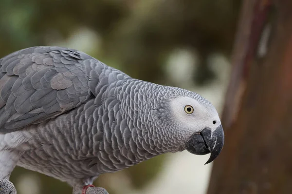 美しいオウムの鳥の風景 — ストック写真