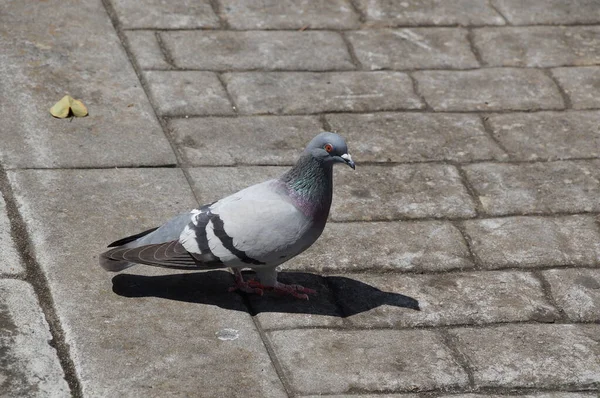 Taube Auf Dem Boden — Stockfoto