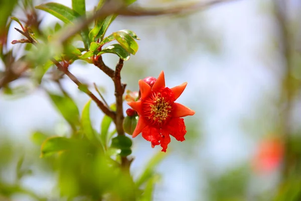 Granatapfelblüten Auf Baum Mit Grünen Blättern — Stockfoto