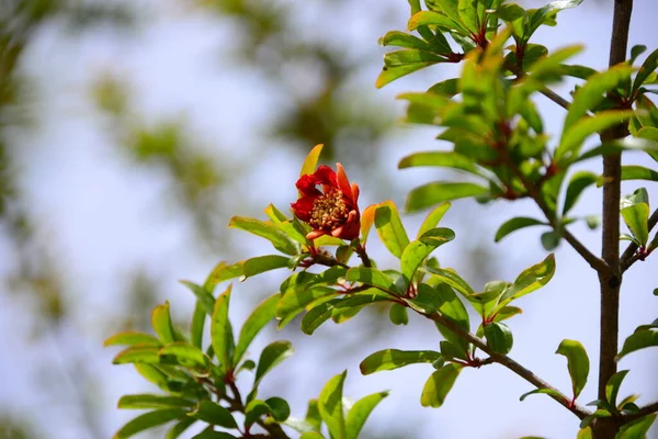 pomegranate blossom flowers on tree with green leaves