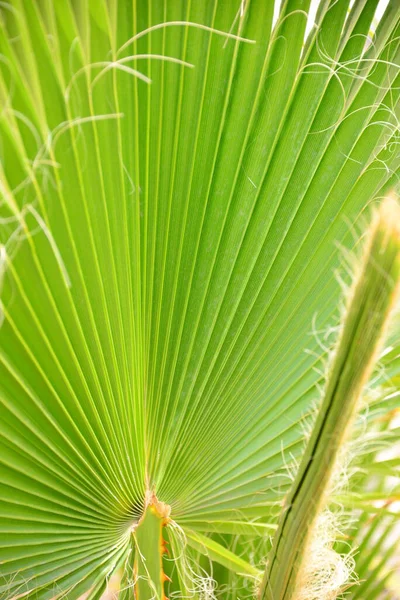 Palm Leaves Spain Copy Space — Stock Photo, Image