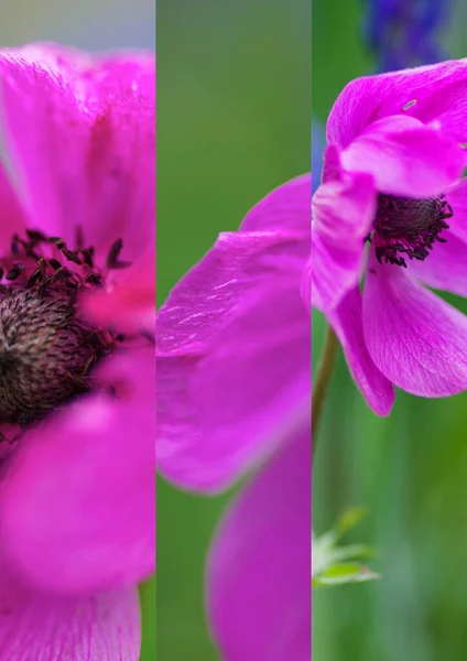 Fiore Natura Fiore Collage — Foto Stock